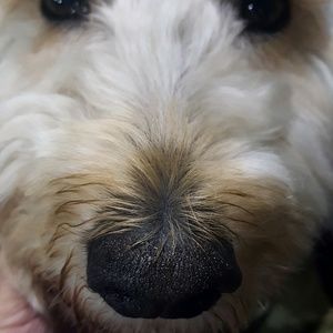 Meet your Posher, Felix